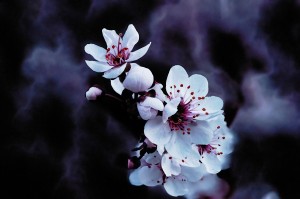 Night Flowers